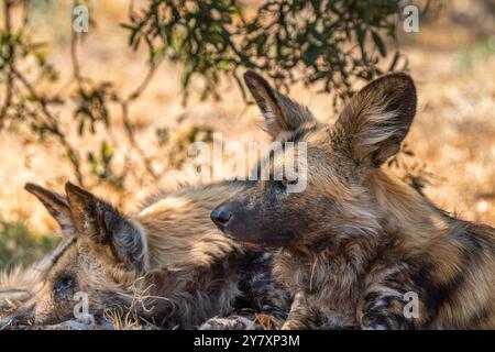 Nahaufnahme einer braunen Hyäne oder Parahyaena brunnea (Hyaena brunnea) auf der Suche nach einer Beute im Kgalagadi Transfrontier Park, Südafrika Stockfoto