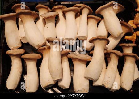 Aus nächster Nähe sehen Sie mehrere frische King Oyster Pilze auf einem Markt. Stockfoto