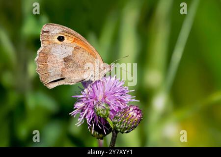 Schmetterling, großes Ochsenauge auf einer Speerdistel, Bayern, Deutschland Stockfoto