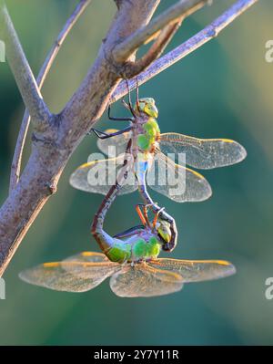 Grüne Därner (Anax junius) Libellen paaren sich am frühen Morgen in den Feuchtgebieten der Küste in Galveston, Texas, USA. Stockfoto