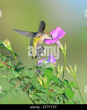 Ruby-throated kolibris (Archilochus colubris), der während der Migration von der Tievine Morning Glory Blume (Ipomoea cordatotriloba) ernährt wird, Texas, USA. Stockfoto