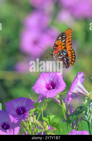 Golf Fritillary oder Passionsfalter (Dione [Agraulis] Vanilla) fliegt über die tievinen Morgenblumen (Ipomoea cordatotriloba), Texas, USA. Stockfoto