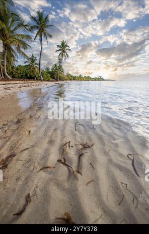 Plage de Bois Jolan, Sonnenaufgang am Strand, Sainte-Anne, Guadeloupe, Französische Antillen, Frankreich, Europa Stockfoto