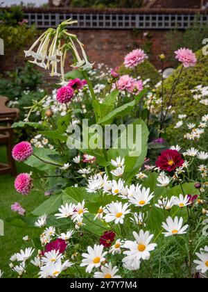 Chenies Manor Garden im September; Nicotiana sylvestris, Marguerites, kastanienbraunes Cosmos, Dahlia „Karma prospero“ und Dahlia „Sandra“, eine wunderschöne Ausstellung. Stockfoto