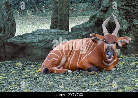 Bongo oder afrikanische Antilope, bekannt für ihre einzigartigen Hornformen und auffälligen Streifen auf dem Pelz. Stockfoto