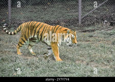 Tiger in Gefangenschaft Stockfoto