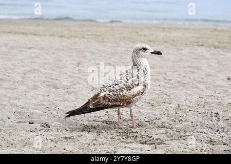 Ein junges Exemplar der königlichen Möwe (Larus michahellis), das im Frühjahr am Sandstrand mit dem Wasserrand im Hintergrund steht, Ligurien, Italien Stockfoto