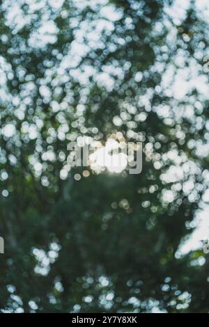 Ein faszinierender Bokeh-Effekt mit weichen, kreisförmigen Highlights. Der verschwommene Hintergrund und die lebhaften Grüntöne vermitteln ein Gefühl von Ruhe und natürlichem Beau Stockfoto