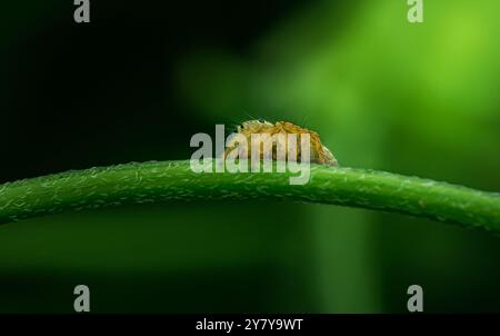 Kleine springende Spinne mit lebhafter gelber Färbung sitzt auf einem hellgrünen Pflanzenstiel. Stockfoto