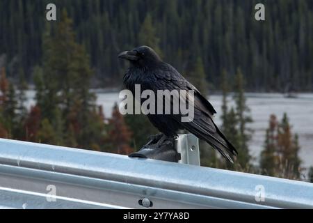 Common Raven sitzt neben dem Icefields Parkway in den Kanadischen Rocky Mountains im Jasper National Park in Alberta, Kanada Stockfoto