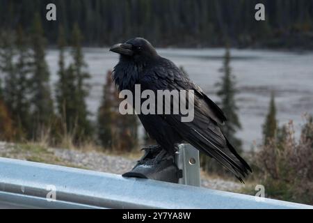 Common Raven sitzt neben dem Icefields Parkway in den Kanadischen Rocky Mountains im Jasper National Park in Alberta, Kanada Stockfoto