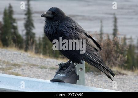 Common Raven sitzt neben dem Icefields Parkway in den Kanadischen Rocky Mountains im Jasper National Park in Alberta, Kanada Stockfoto