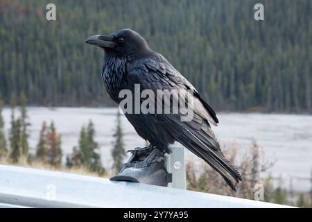 Common Raven sitzt neben dem Icefields Parkway in den Kanadischen Rocky Mountains im Jasper National Park in Alberta, Kanada Stockfoto