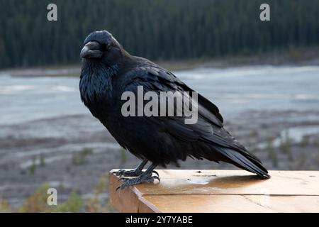 Common Raven sitzt neben dem Icefields Parkway in den Kanadischen Rocky Mountains im Jasper National Park in Alberta, Kanada Stockfoto