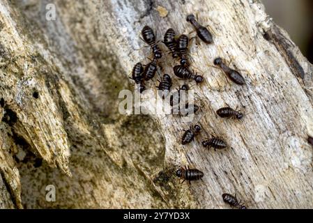 Termite, Termiten essen Holz wie ein Tier im Haus Stockfoto