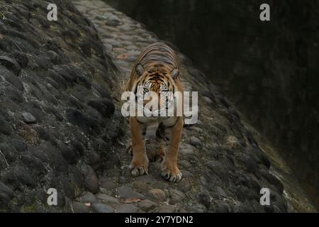 Ein Sumatra-Tiger, der tagsüber auf einem Felsen steht, während er in die Kamera blickt Stockfoto