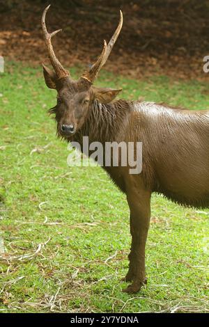 Ein männlicher Sambarhirsch steht im Gras und blickt auf die Kamera Stockfoto