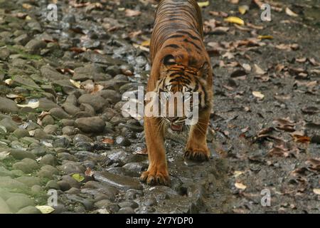 Ein Sumatra-Tiger, der tagsüber auf einem Felsen steht, während er in die Kamera blickt Stockfoto