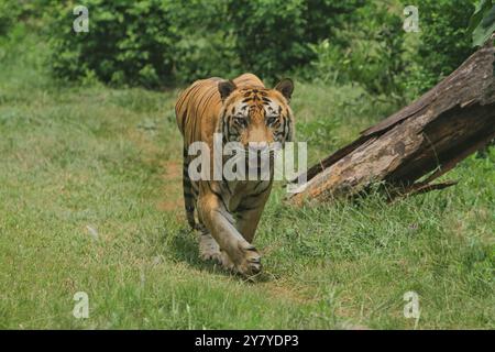 Tagsüber spaziert ein bengalischer Tiger in den Büschen Stockfoto