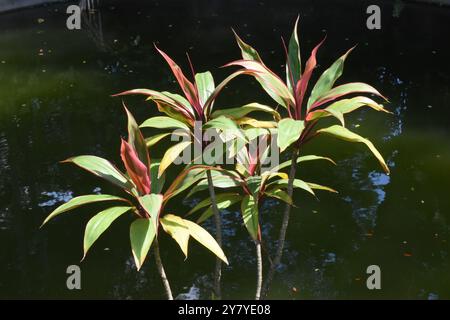 TI Pflanzen in der Nähe eines Teichs, Sports Park, Phrae, Thailand Stockfoto