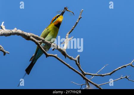 Ein Regenbogenbienenfresser mit einer Libelle im Schnabel Stockfoto