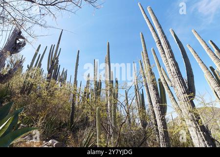 Das Biosphärenreservat Tehuacan-Cuicatlan enthält eine der höchsten Konzentrationen an Säulenkakteen der Welt. Stockfoto