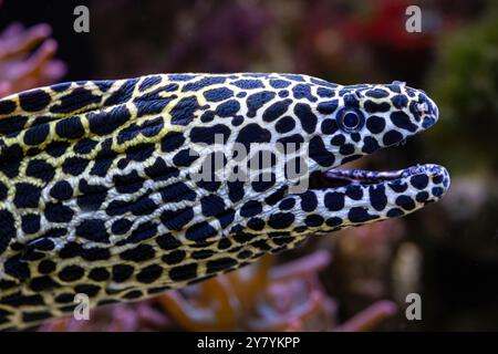 Der Schnürmoray, auch bekannt als Leopardenmoray, Leopardenmoray, Tessellat oder Wabenmoray. Hochwertige Fotos Stockfoto