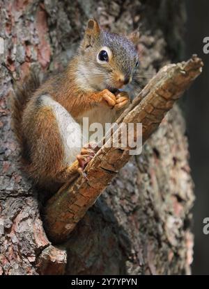 Rotes Eichhörnchen auf dem Baumstamm mit unscharfem Hintergrund, Kanada Stockfoto