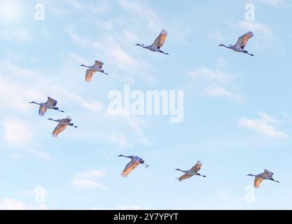 Sandhill-Krane fliegen über dem Sumpfgebiet, Dundee, Quebec Stockfoto