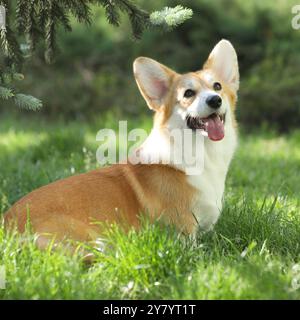 Der süße walisische Corgi pembroke spaziert im Sommerpark Stockfoto