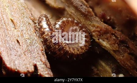 Tausendfüßler, Holzläuse und ein paar Spinnen Stockfoto