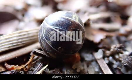 Tausendfüßler, Holzläuse und ein paar Spinnen Stockfoto