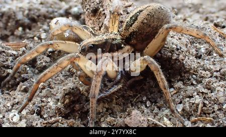 Tausendfüßler, Holzläuse und ein paar Spinnen Stockfoto