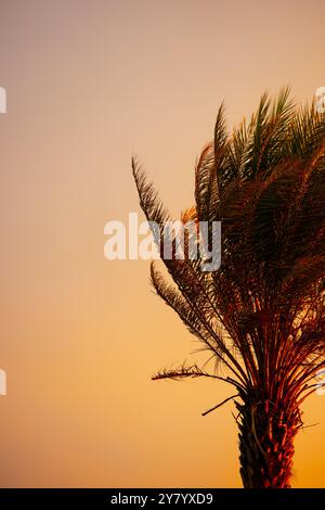 Wunderschöner tropischer Strand bei Sonnenuntergang mit Palmen und rosafarbenem Himmel für Reisen und Urlaub im Urlaub Entspannungszeit. Hochwertige Fotos Stockfoto