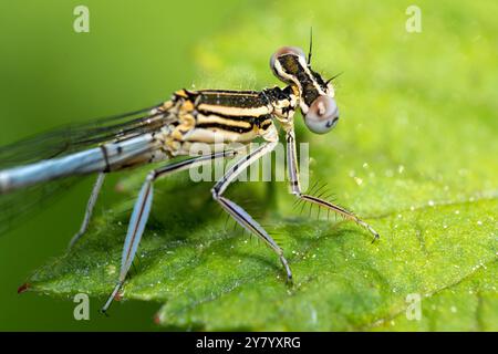 Makroaufnahme der azurblauen Jungfliege Libelle auf grünem Blatt im Wald Stockfoto