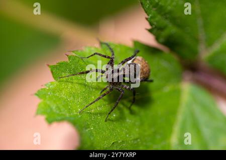 Makroaufnahme einer Wolfsspinne 'Pardosa lugubris' auf einem grünen Blatt im Wald Stockfoto