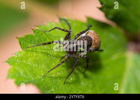 Makroaufnahme einer Wolfsspinne 'Pardosa lugubris' auf einem grünen Blatt im Wald Stockfoto