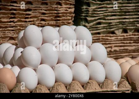 Weiße Eier werden in großen Mengen auf dem Chorsu-Basar, dem berühmten Agrarmarkt von Taschkent, ausgestellt. Diese frischen Eier sind ein Grundnahrungsmittel in UZB Stockfoto