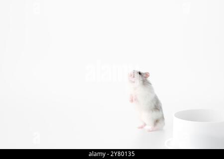 Ein neugieriger Hamster steht aufrecht neben einer sauberen weißen Schüssel in einer minimalistischen Inneneinrichtung Stockfoto