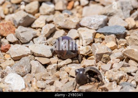 Nahaufnahme eines Süßwasser Apfelschnecke (pomacea insularum), als in der Ebro Delta Pest, Delta de l'Ebre, Katalonien, Spanien Stockfoto