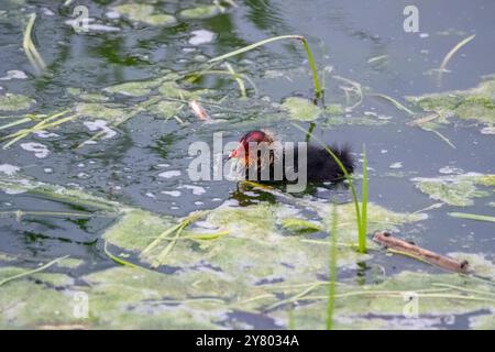 Juvenile eurasische Huhn, Fulica atra, auf dem Wasser, Ebro-Delta, Katalonien, Spanien Stockfoto