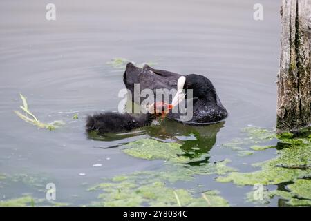Eurasischer Huhn, Fulica atra, Mutter mit Baby, auf dem Wasser, Ebro Delta, Katalonien, Spanien Stockfoto