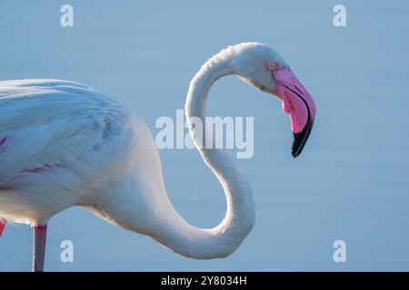 Flamingo, Phoenicopterus roseus, Ebro Delta, Katalonien, Spanien Stockfoto