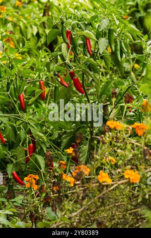 Rote und grüne Pfefferpflanzen im Garten. Bereit zur Entnahme. Serrano-Paprika. Delikate Zutat. Frisch aus dem Garten. Stockfoto