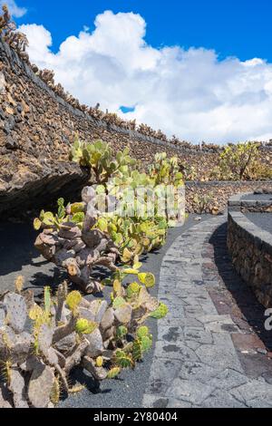 Viele Kaktuspflanzen entlang der Schutzmauer im Kaktusgarten Jardin de Cactus in Guatiza, Lanzarote, Kanarischen Inseln, Spanien Stockfoto