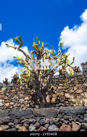 Sehr großer Kakteen vor der Schutzmauer an einem schönen sonnigen Frühlingstag im Kaktusgarten Jardin de Cactus in Guatiza, Lanzarote, Cana Stockfoto