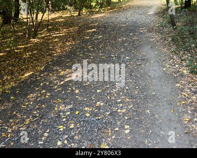 Weg zwischen hohen Bäumen und Lichtung im Wald mit Nebel. Stockfoto