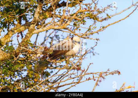 Südafrikanischer Weißkronenkrabbel (auch Eurocephalus anguitimens genannt) im Kruger-Nationalpark Stockfoto