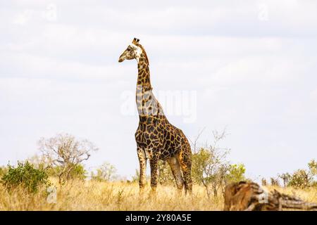 Giraffe im Kruger-Nationalpark in Südafrika Stockfoto