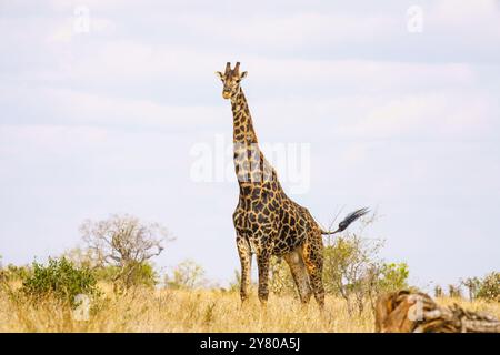 Giraffe im Kruger-Nationalpark in Südafrika Stockfoto